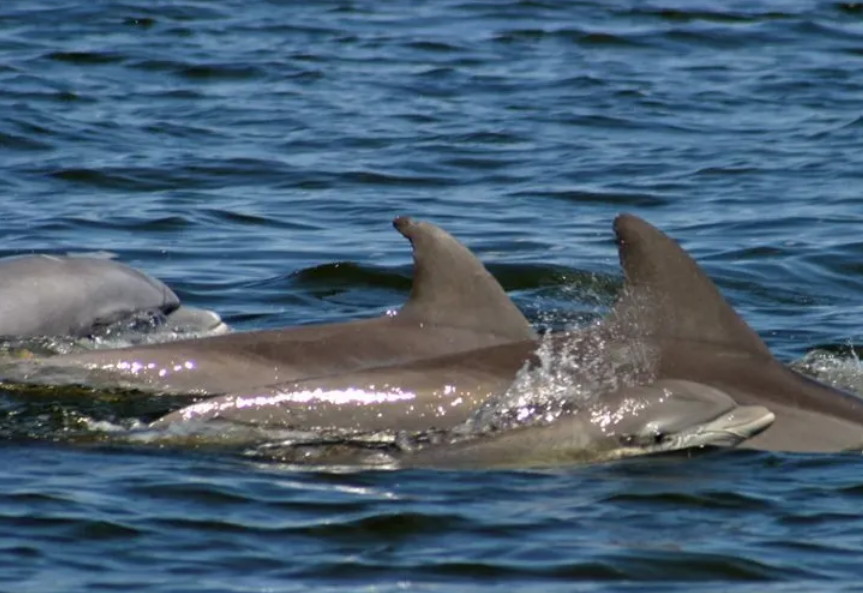 Things To Do Nags Head Dolphin Watch Tours